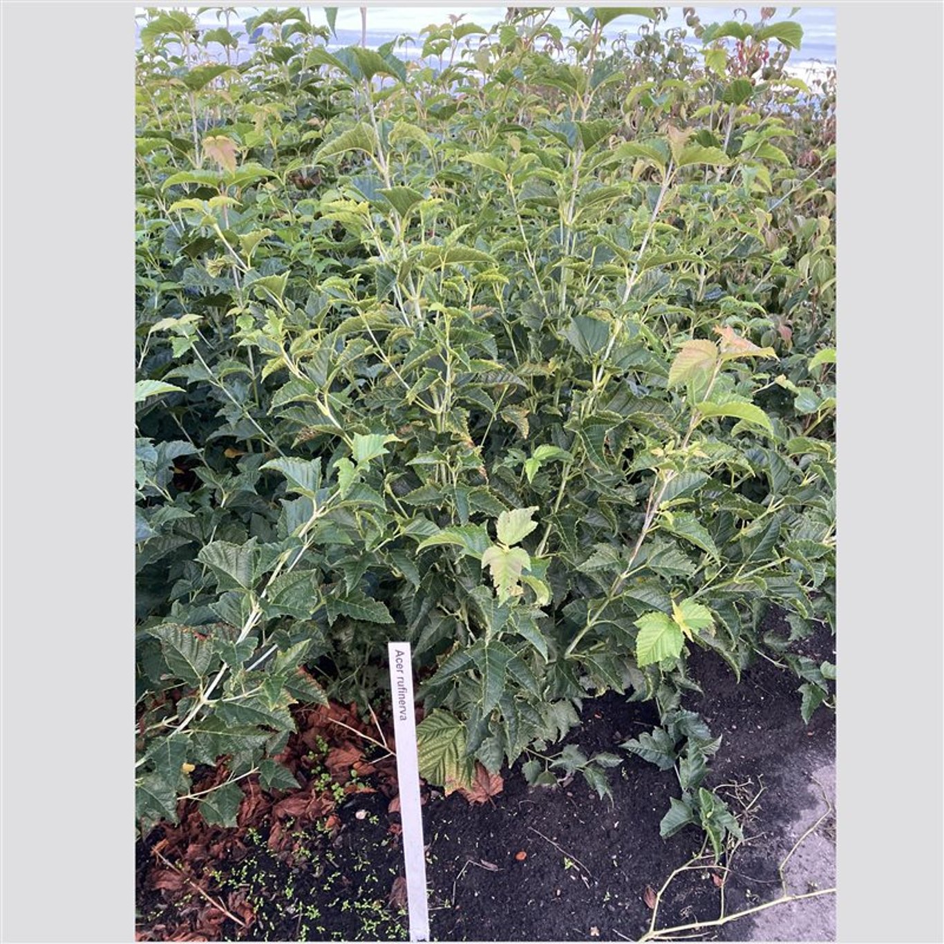 Acer rufinerve - C7,5